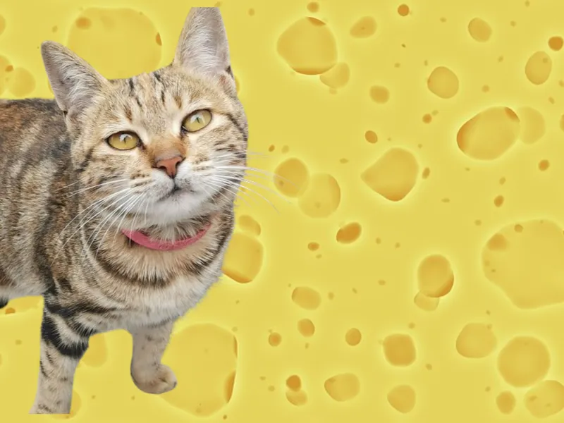 Can Cats Eat Cheese? cover image