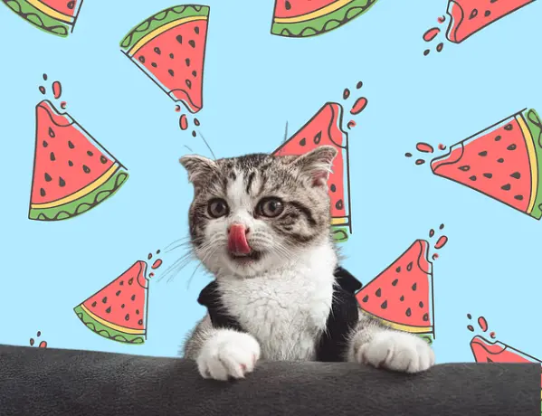 Can Cats Eat Watermelon? cover image