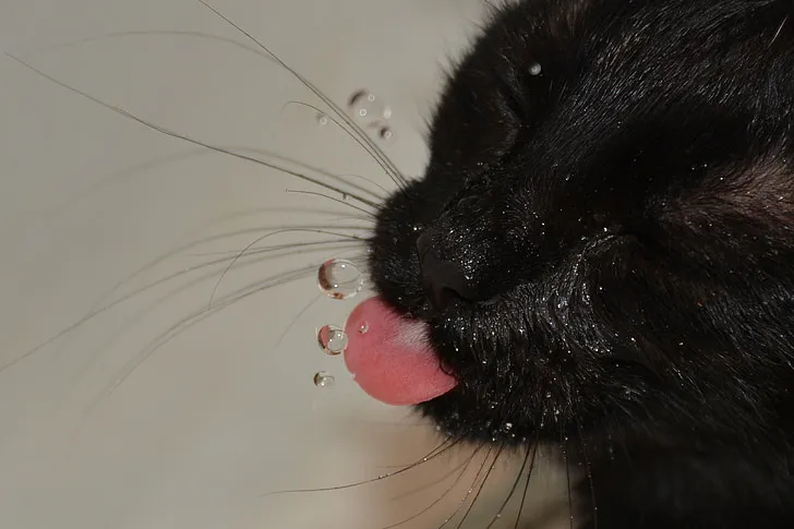 cat drinking water