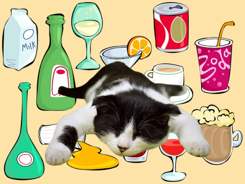 Can Cats Share Our Drinks? A Guide for Cat Owners cover image