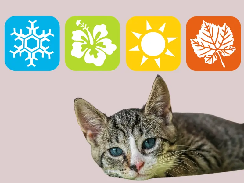 How Weather and Temperatures Affect the Food Intake of Cats? cover image