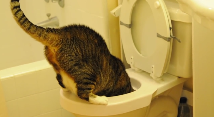 cat drinking toilet water