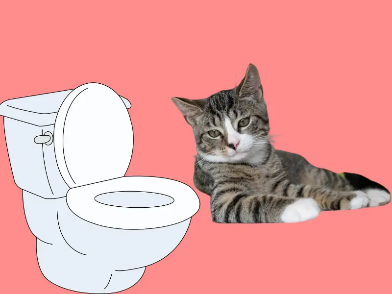 Why Do Some Cats Prefer Toilet Water And What To Do? cover image