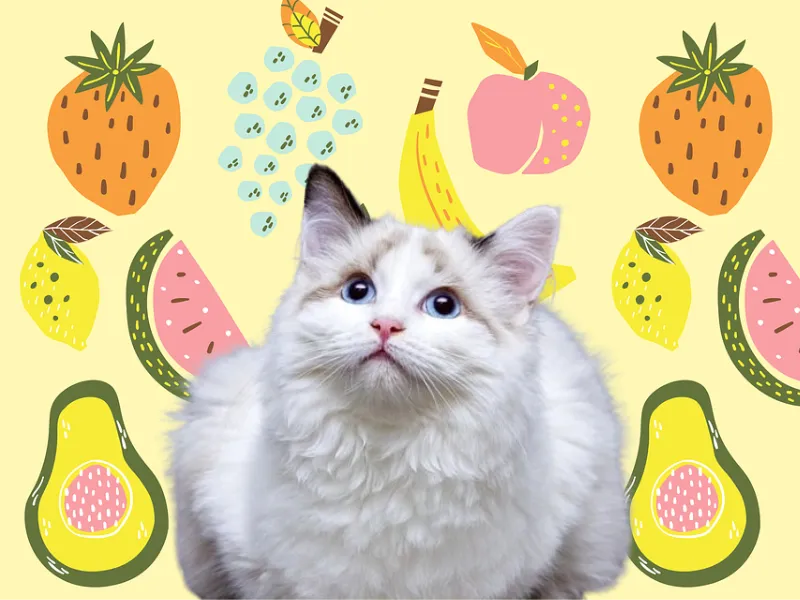 Why Do Some Cats Like Fruits? cover image