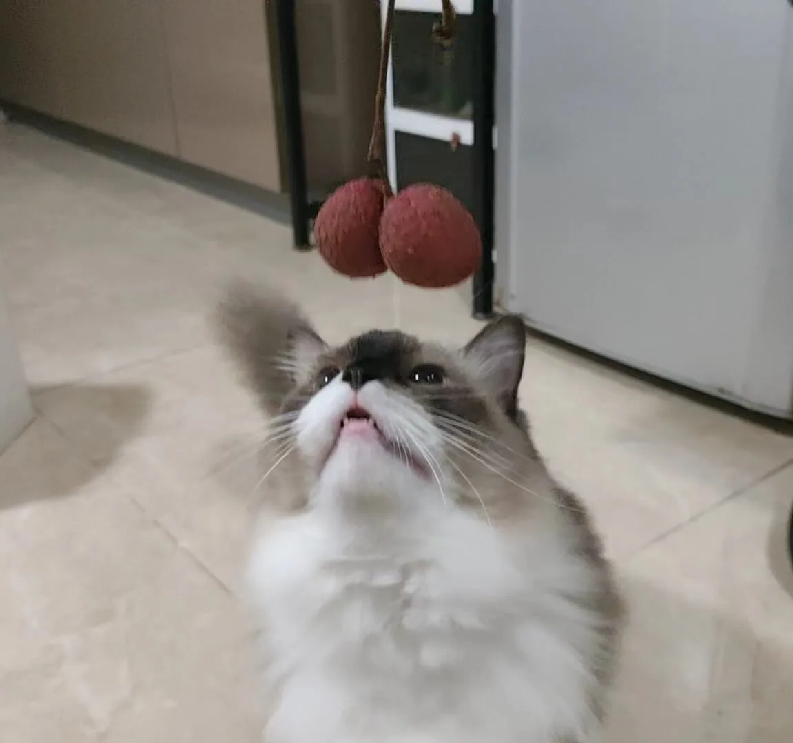 my cat 33 is curious about lychee